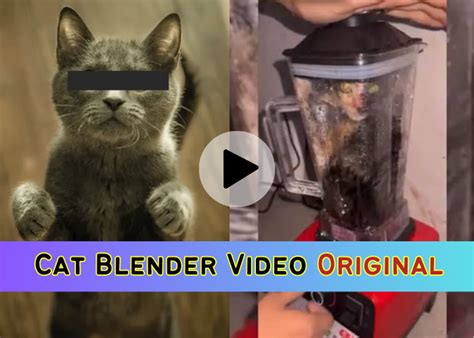 cat in a blender twitter|I watched the cat blender video out of curiosity and now i can